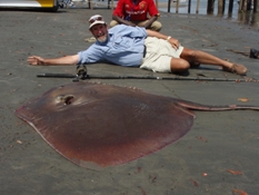 Whip Stingray 167lb 8oz caught at Dog Island - IGFA Record - USA Angler: Stan Nabozny