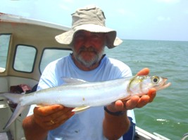 Nine-Bone - Elops senegalensis