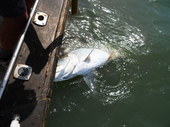 John's tarpon by the side of the boat