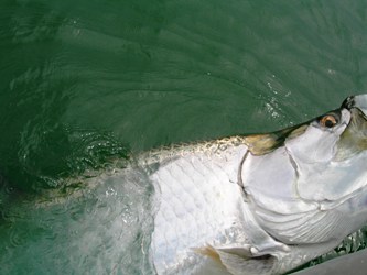 Tarpon fought to the boat and released