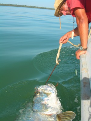 Mark Longster brings tarpon to the side of the boat