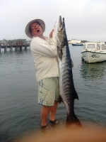 70lb Guinea Barracuda