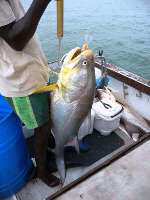 boated 42lb Captain Fish