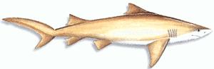 Shark - Fish Species Identification