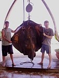 A huge 319lb Stingray caught by Kali and Ian off Mantel Reef
