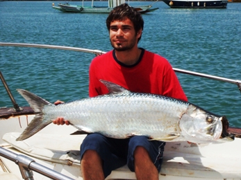 Large pods of tarpon, averaging 20lb to 60lbs, move into the shallow inshore coastal waters of The Gambia.  They are a delight to catch on light fishing tackle outfits.